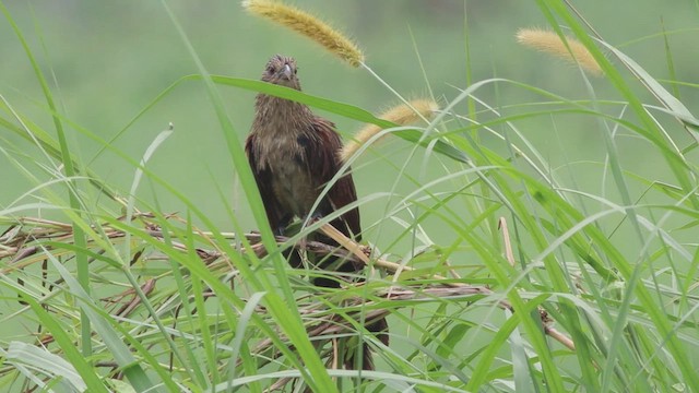 Lesser Coucal - ML552052441