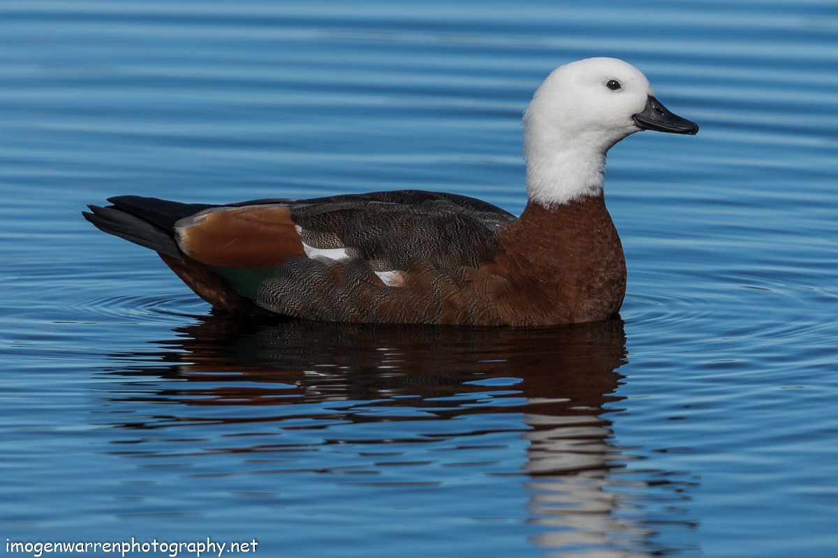 Paradise Shelduck - Imogen Warren