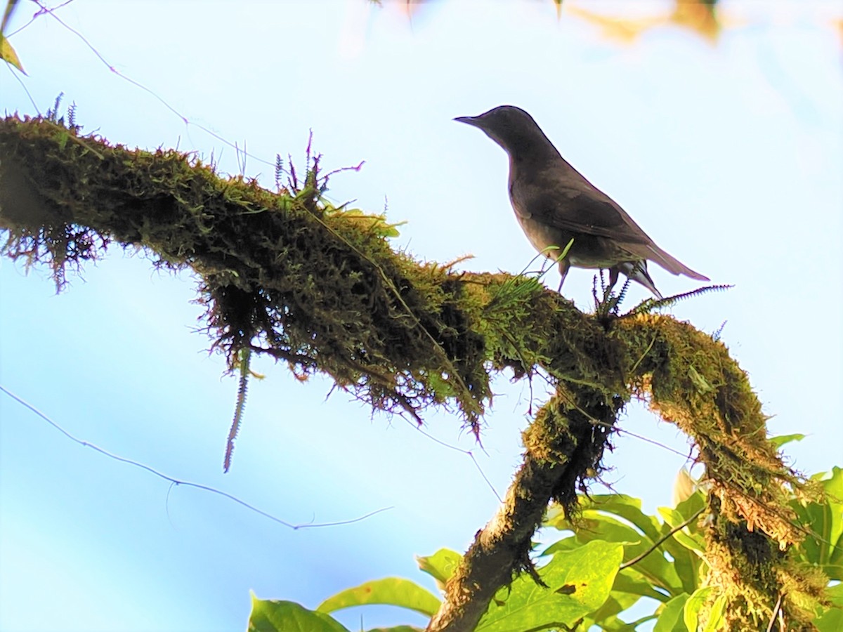 Mountain Thrush - ML552053251