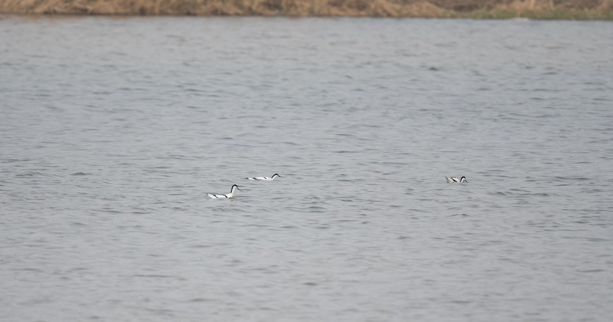 Pied Avocet - ML552053381