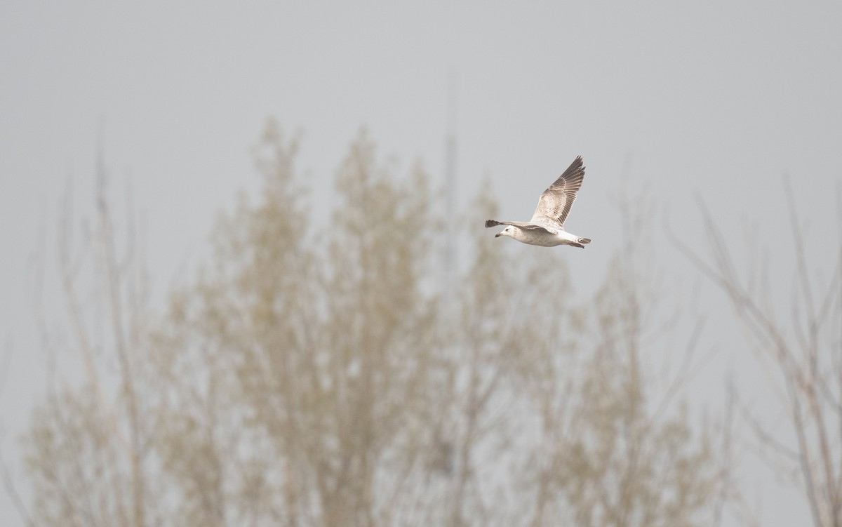 Gaviota Argéntea - ML552053471