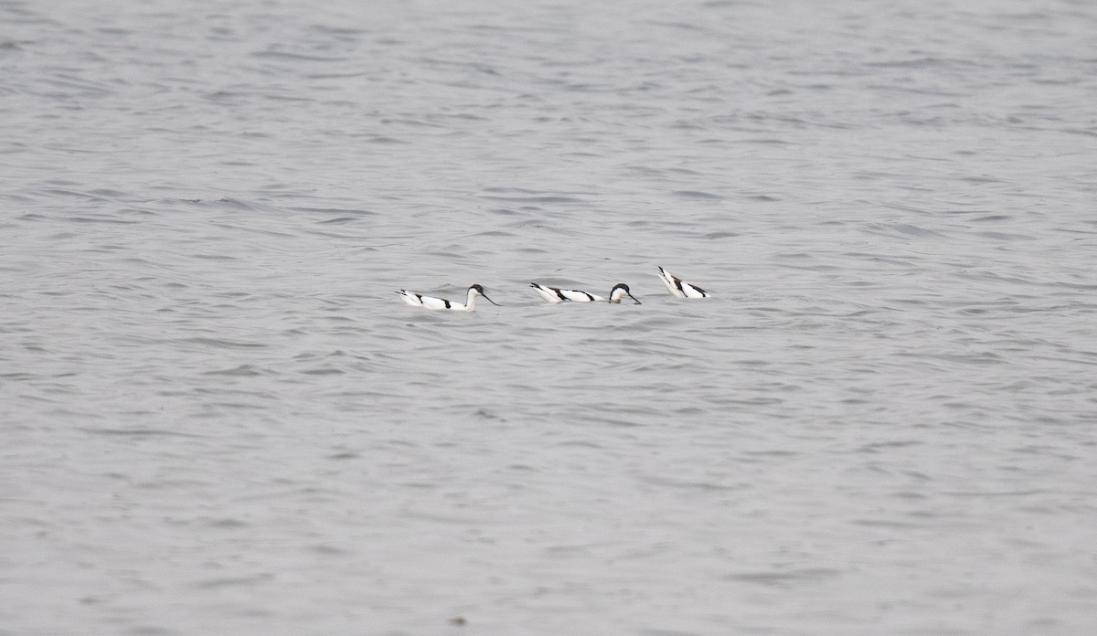 Pied Avocet - ML552053631