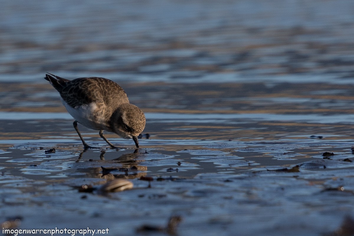 Double-banded Plover - ML55205471