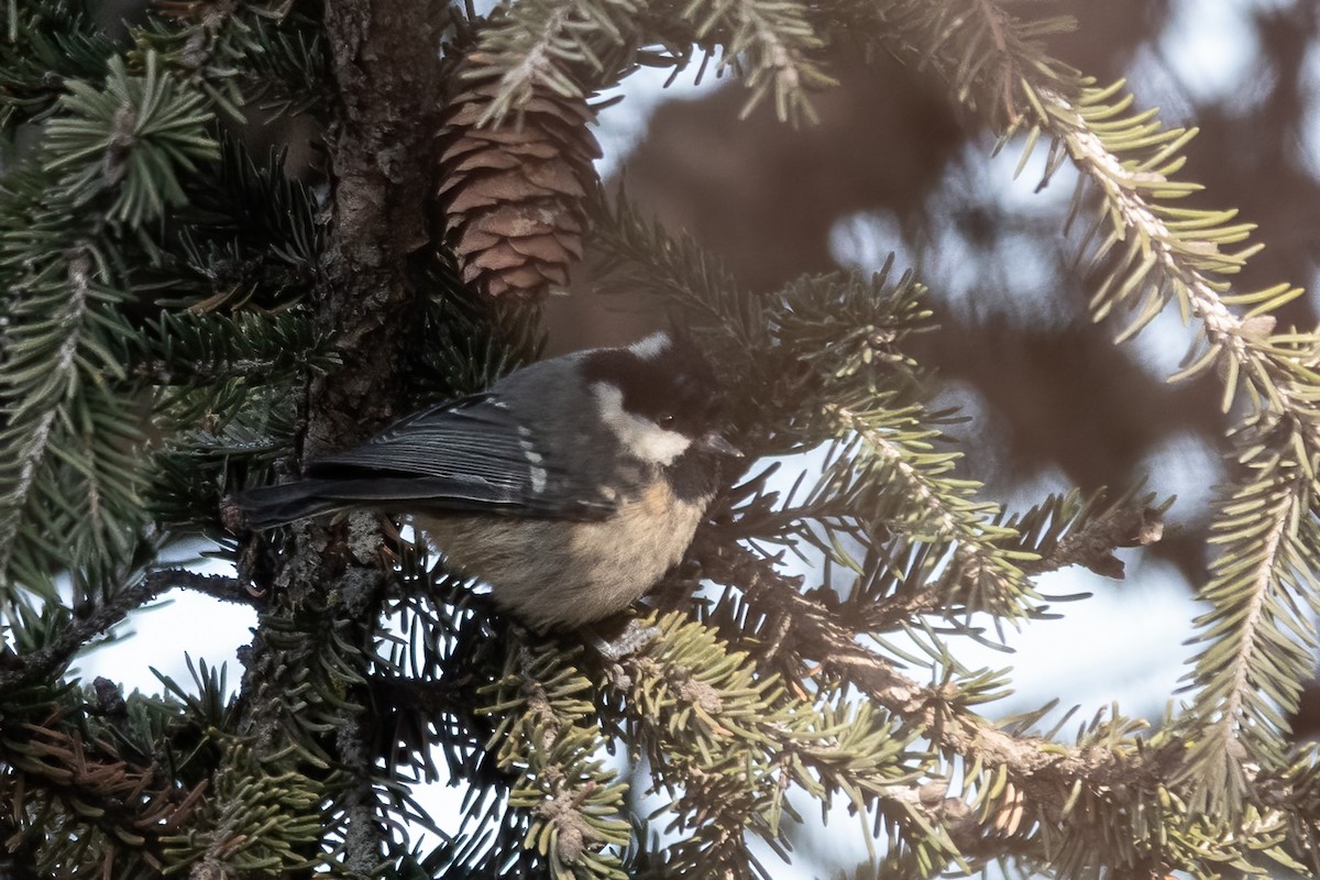 Coal Tit - ML552054711