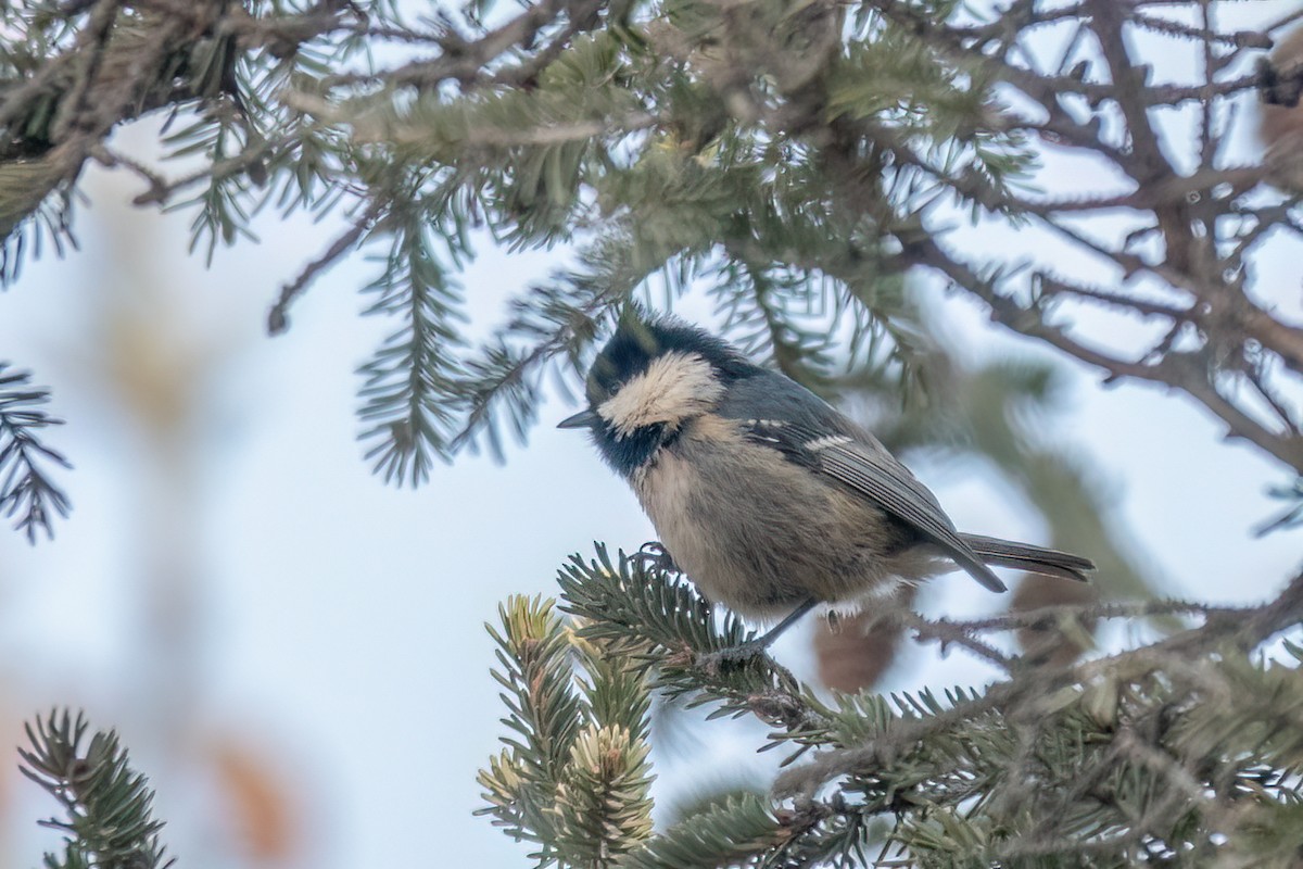 Coal Tit - ML552054721