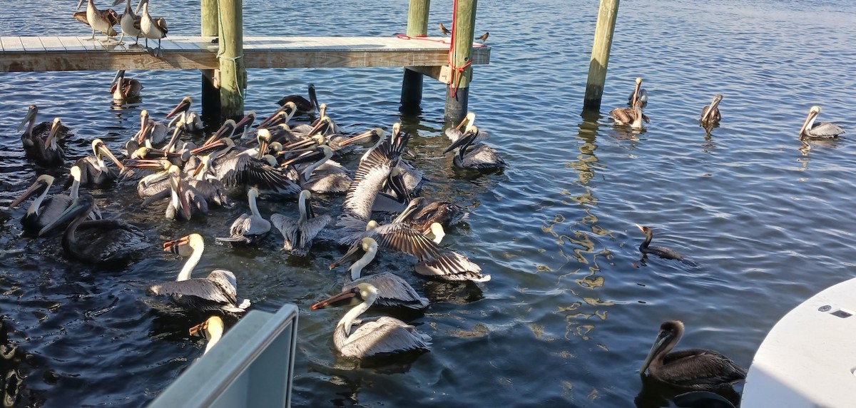 Brown Pelican - ML552054801