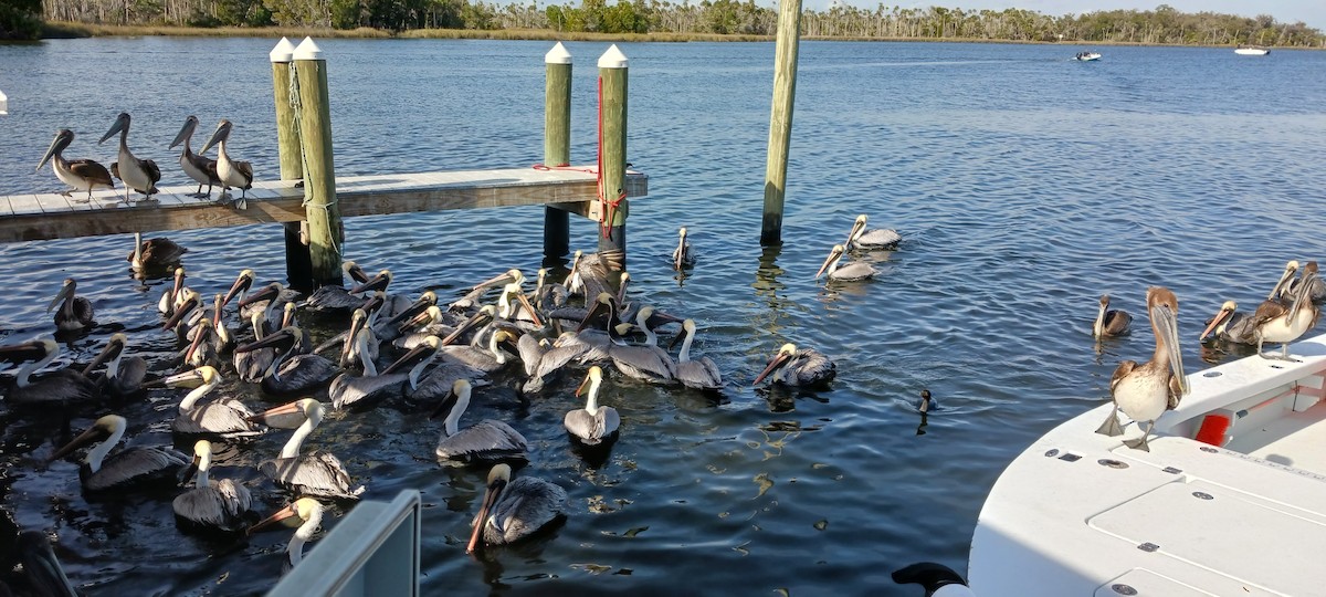 Brown Pelican - Lynn Johnson