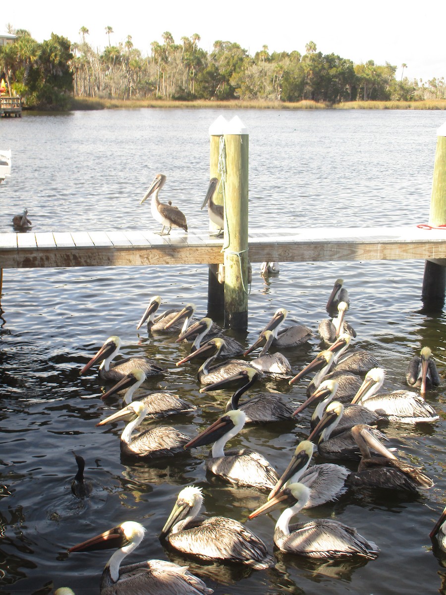 Brown Pelican - ML552054851