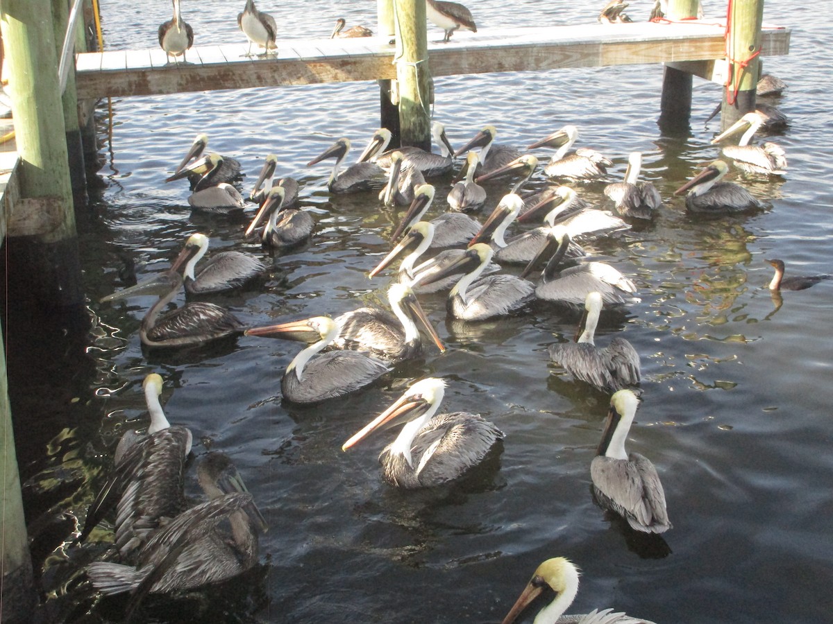 Brown Pelican - ML552054861