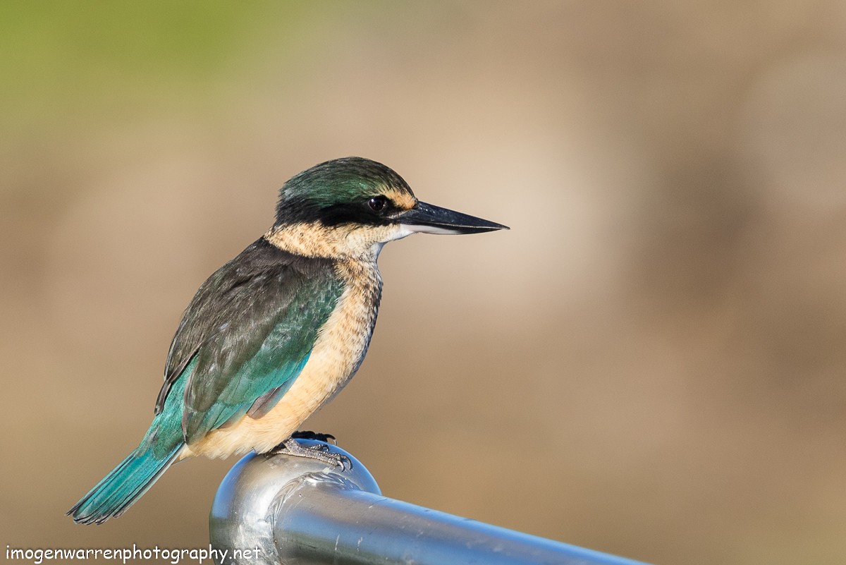 Sacred Kingfisher - ML55205511