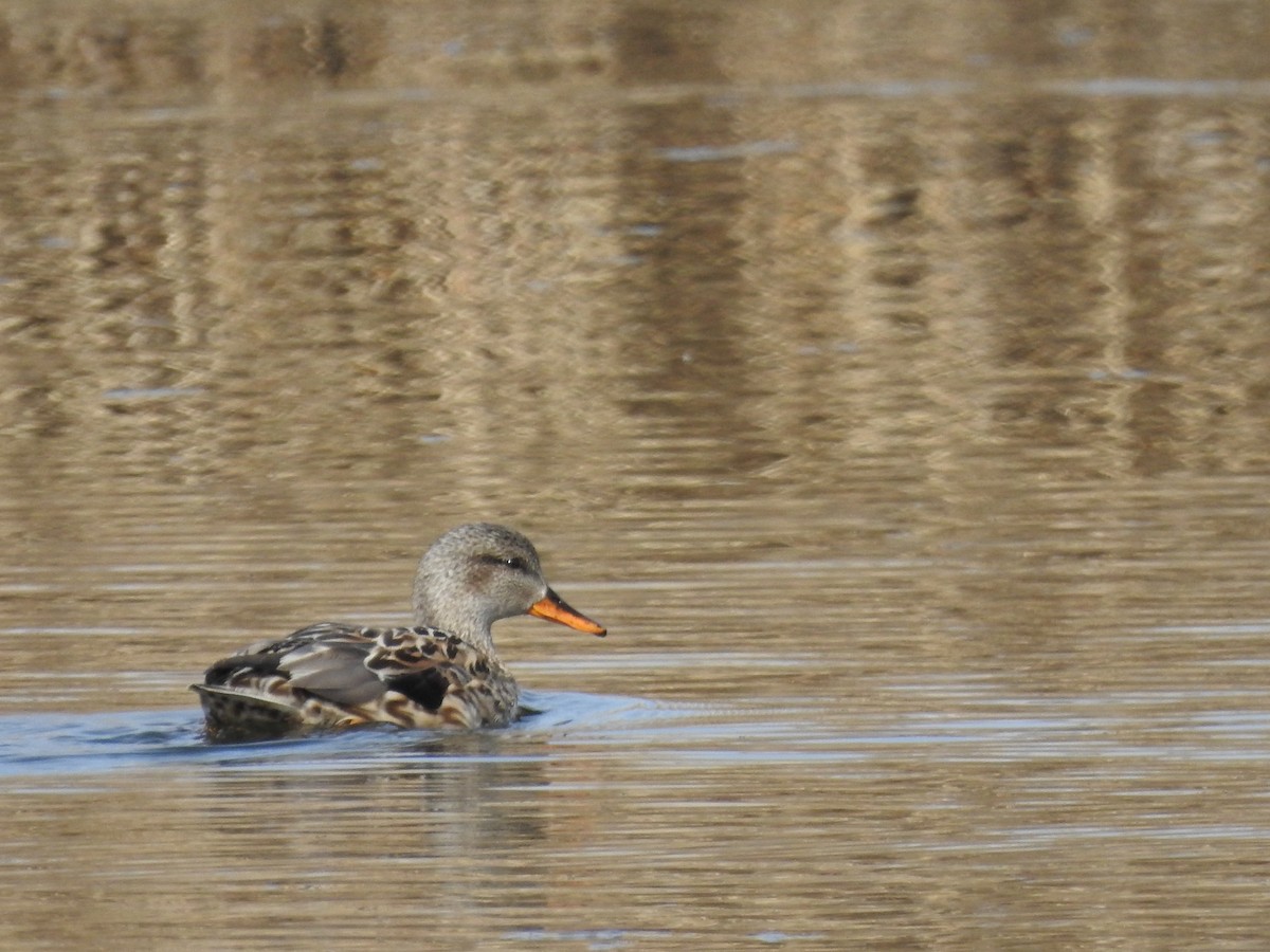 Gadwall - Lucie Dobiášová