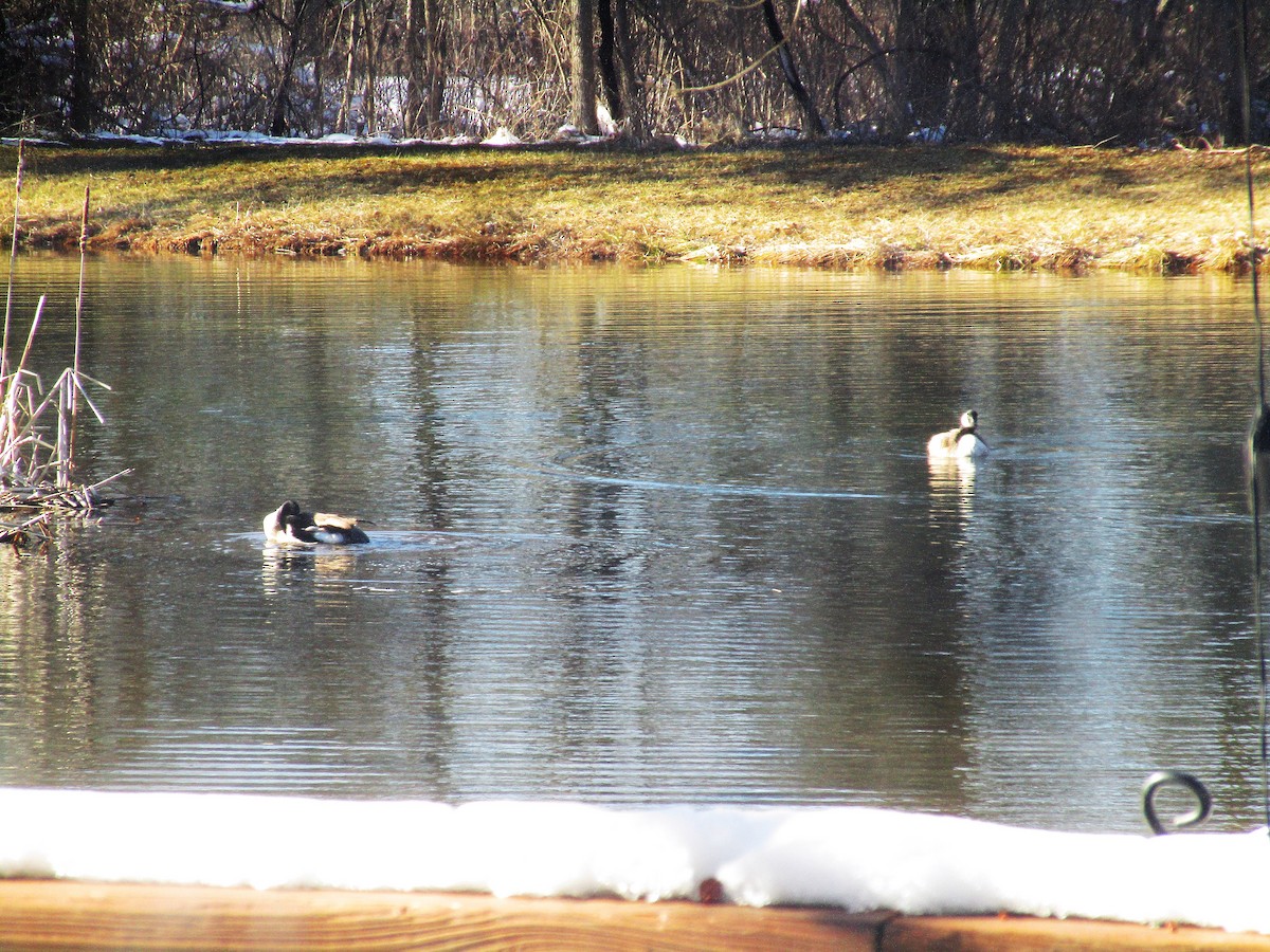 Canada Goose - ML552055561