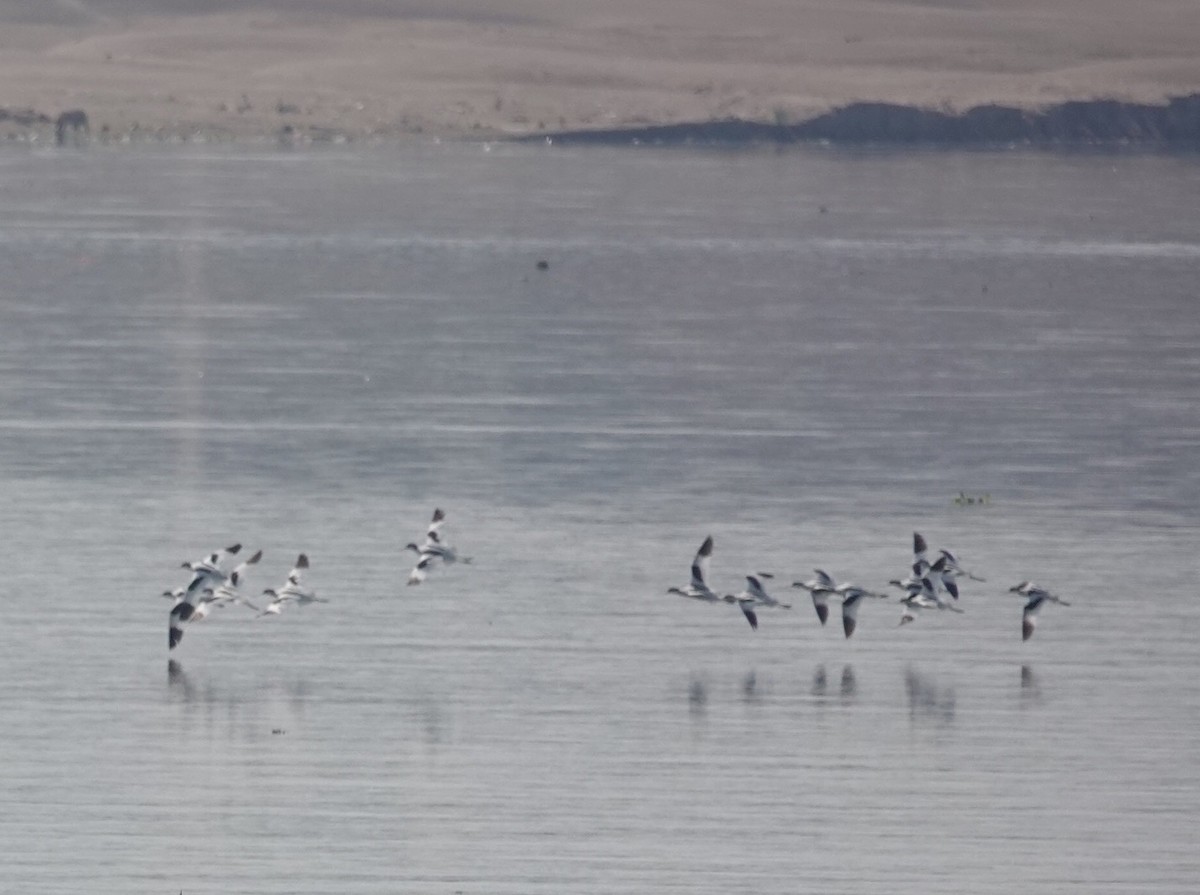 Pied Avocet - Prof Chandan Singh Dalawat