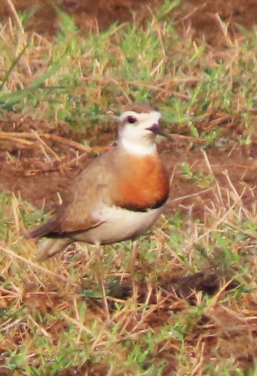 Caspian Plover - ML552057921