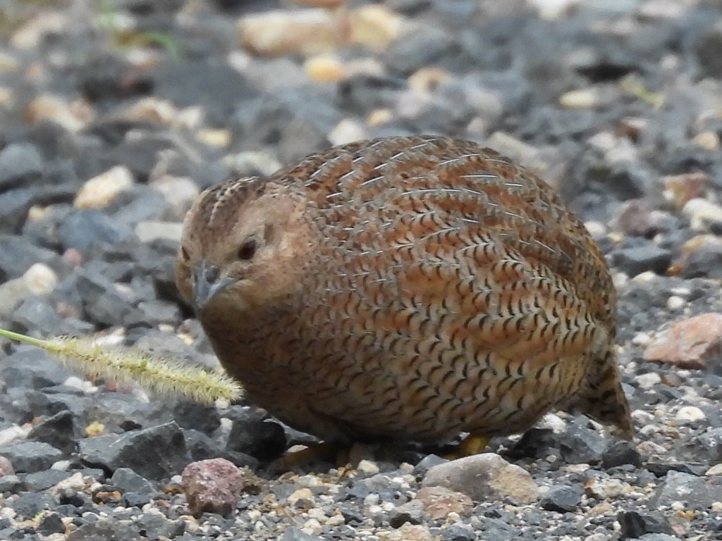 Brown Quail - ML552059271