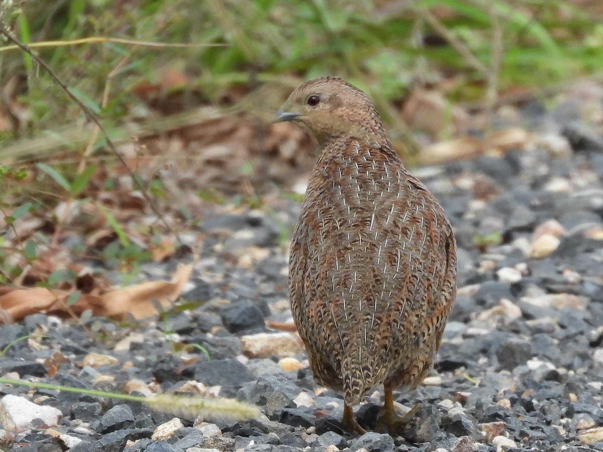 Brown Quail - ML552059281