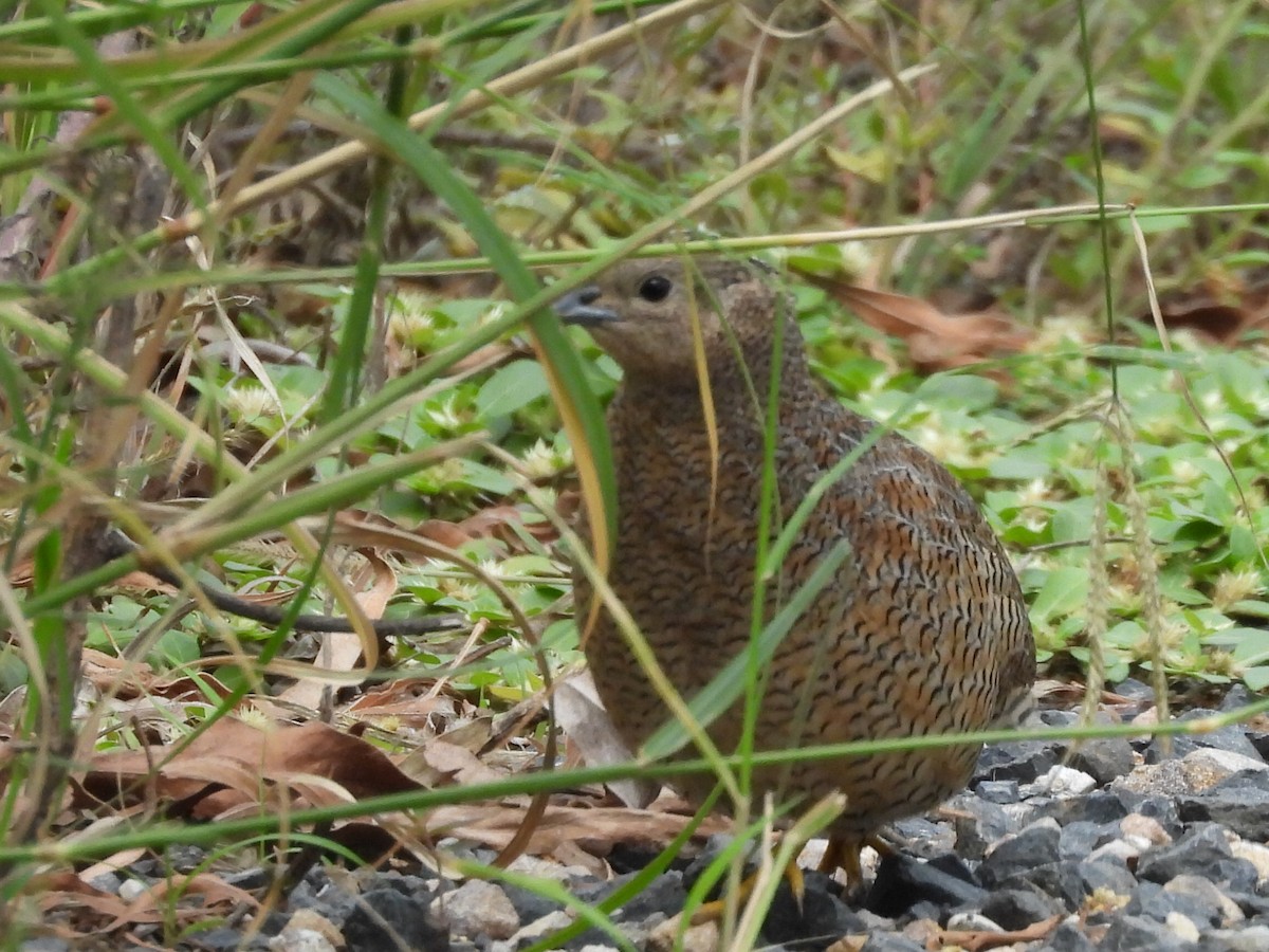 Brown Quail - Scott Fox