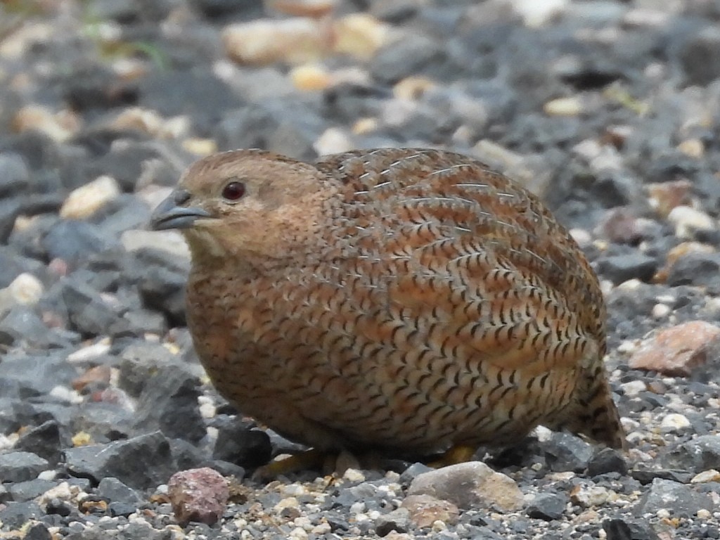 Brown Quail - ML552059301