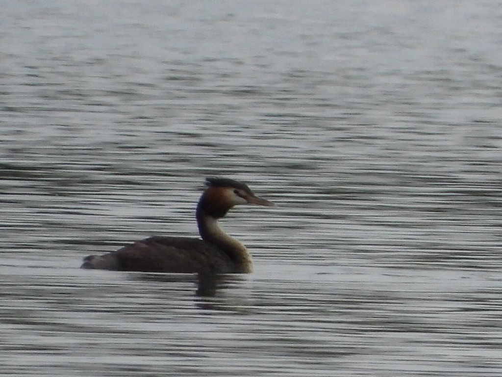 Great Crested Grebe - Scott Fox