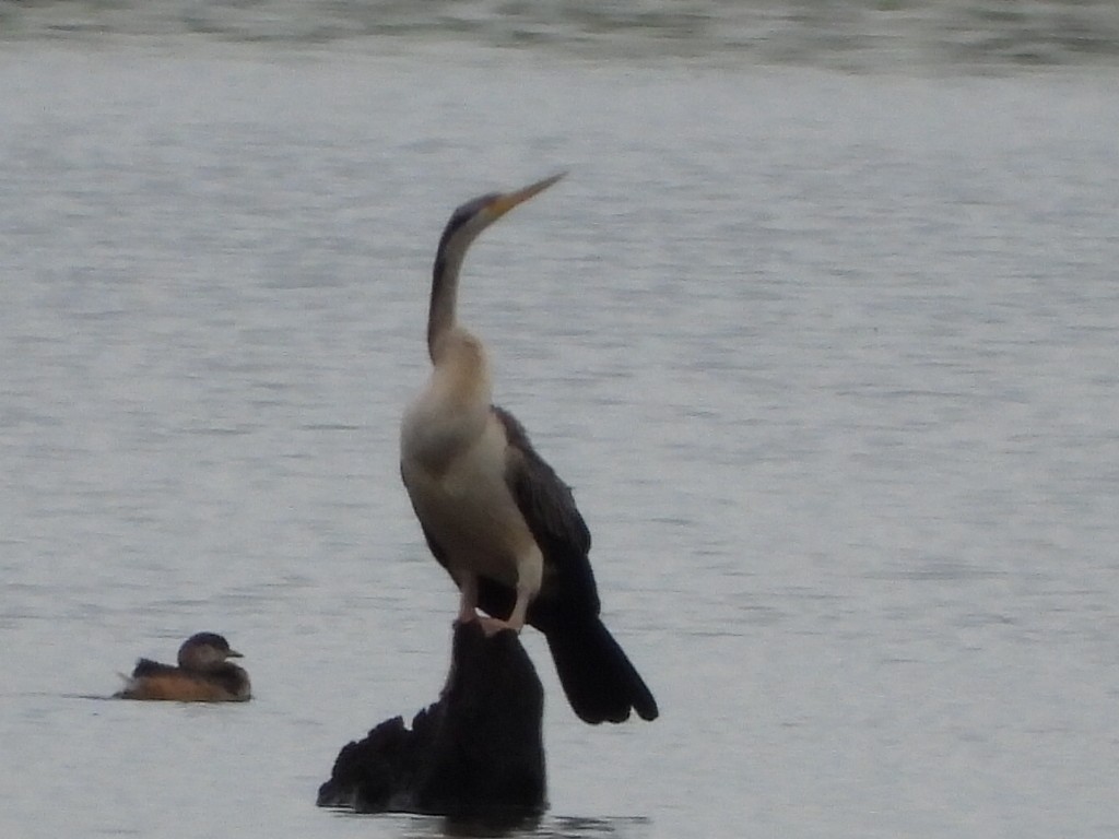 Australasian Darter - ML552059931