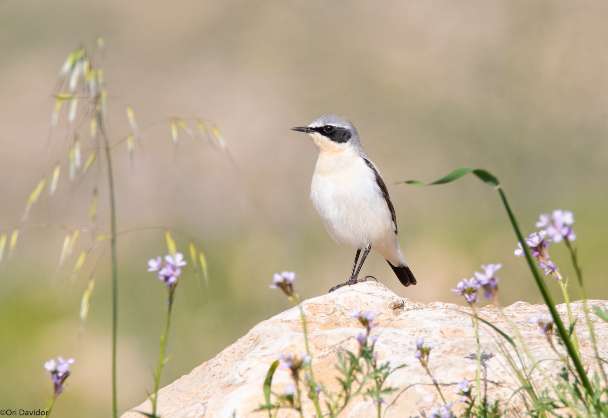 Northern Wheatear - ML552060451