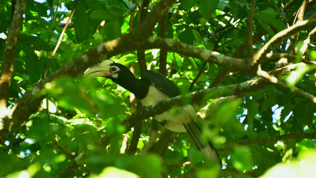 Oriental Pied-Hornbill - Arka Karmakar