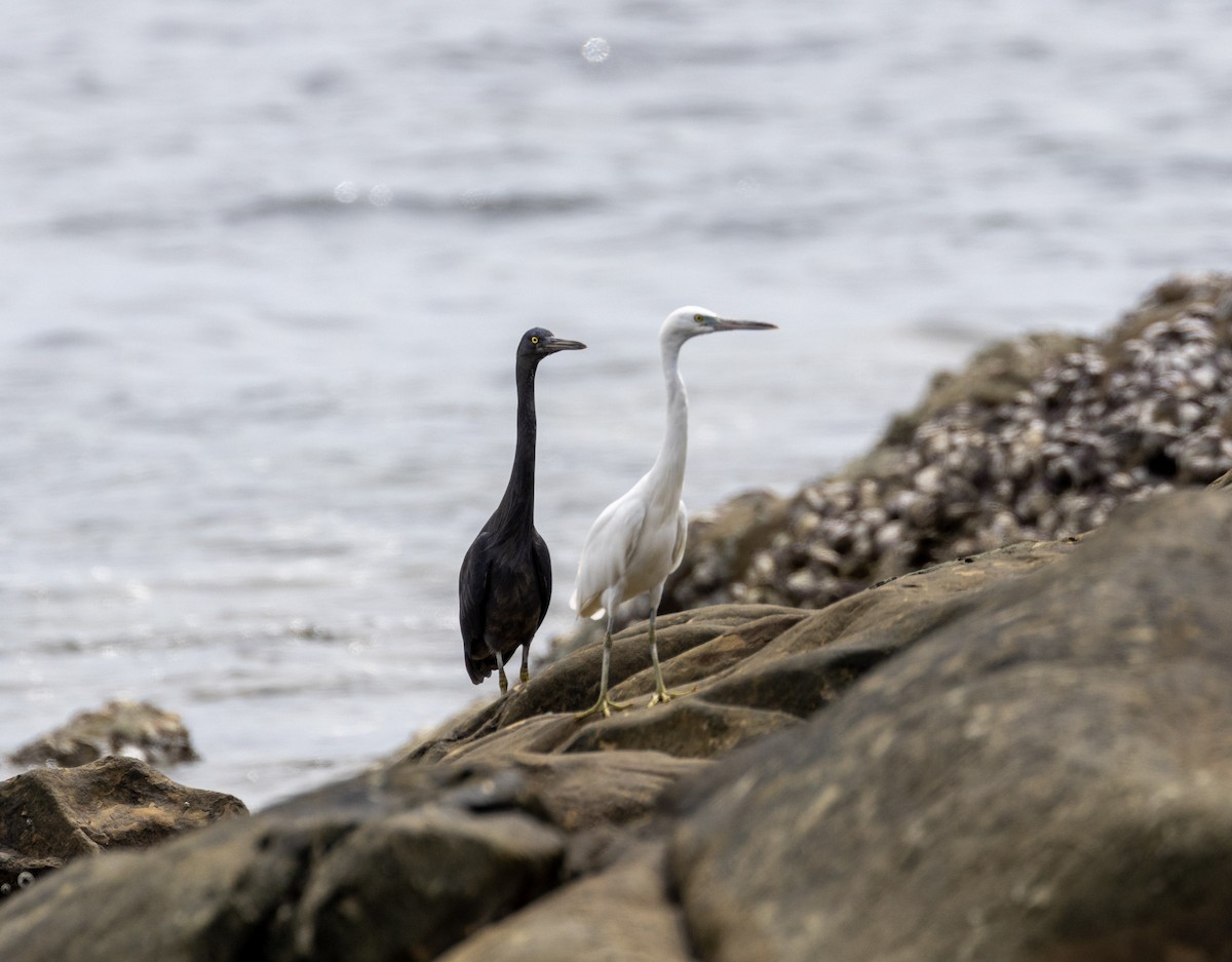 Pacific Reef-Heron - ML552061481