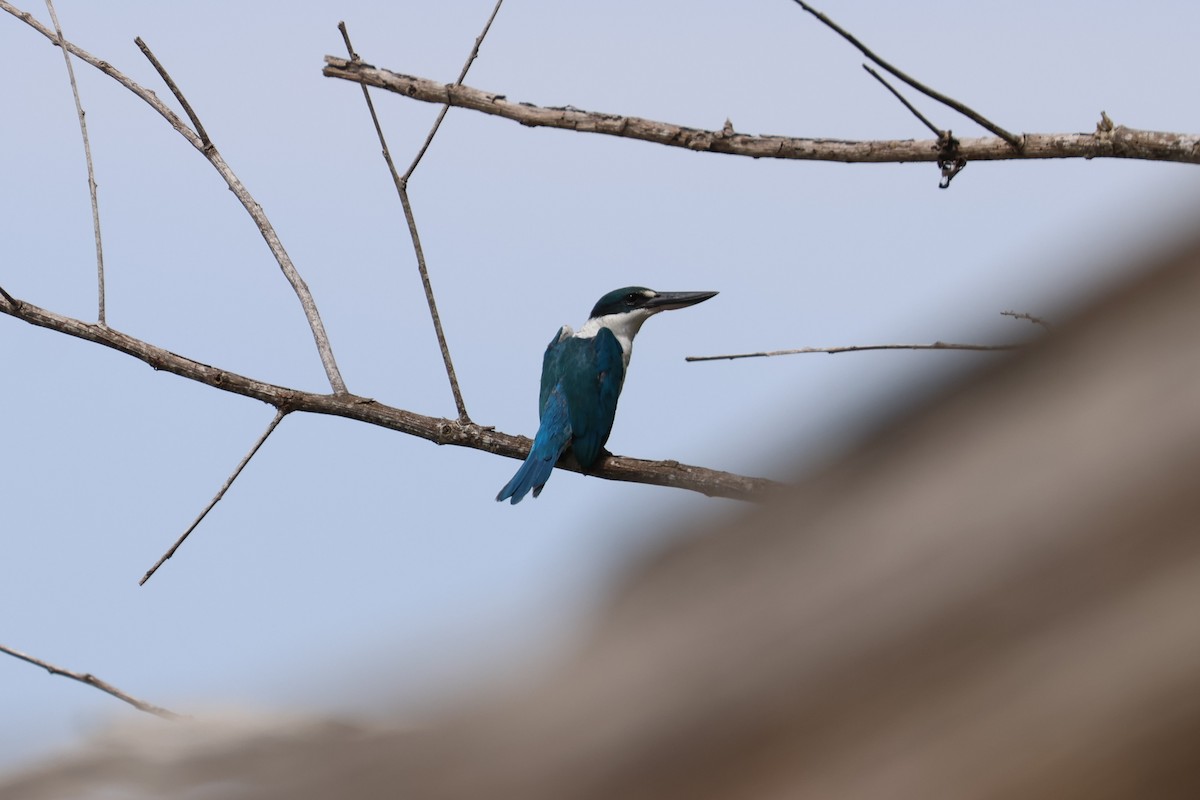 Collared Kingfisher - ML552061631