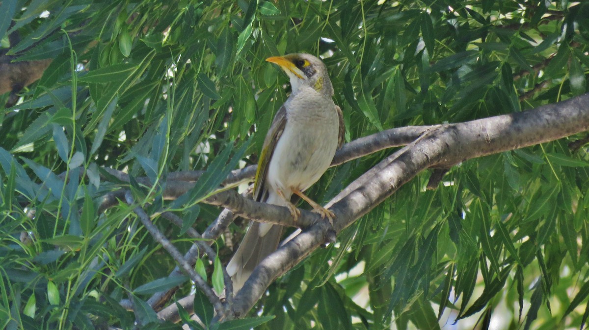 Yellow-throated Miner - Martien Prins