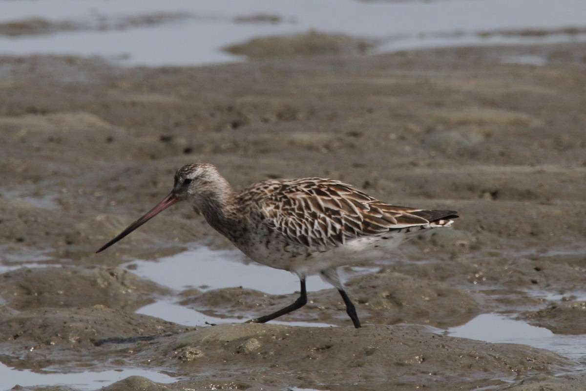 Bar-tailed Godwit - ML552062411