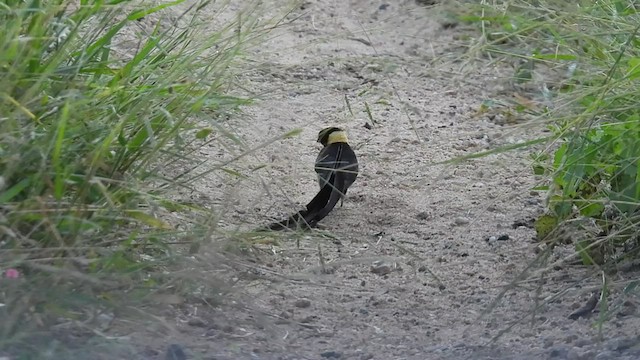 Eastern Paradise-Whydah - ML552062791
