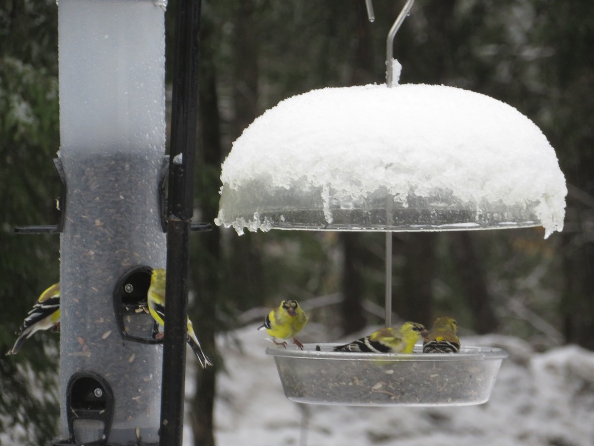 Jilguero Yanqui - ML552062811