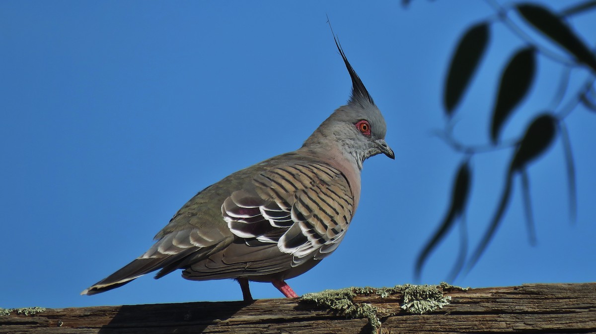 Crested Pigeon - Martien Prins