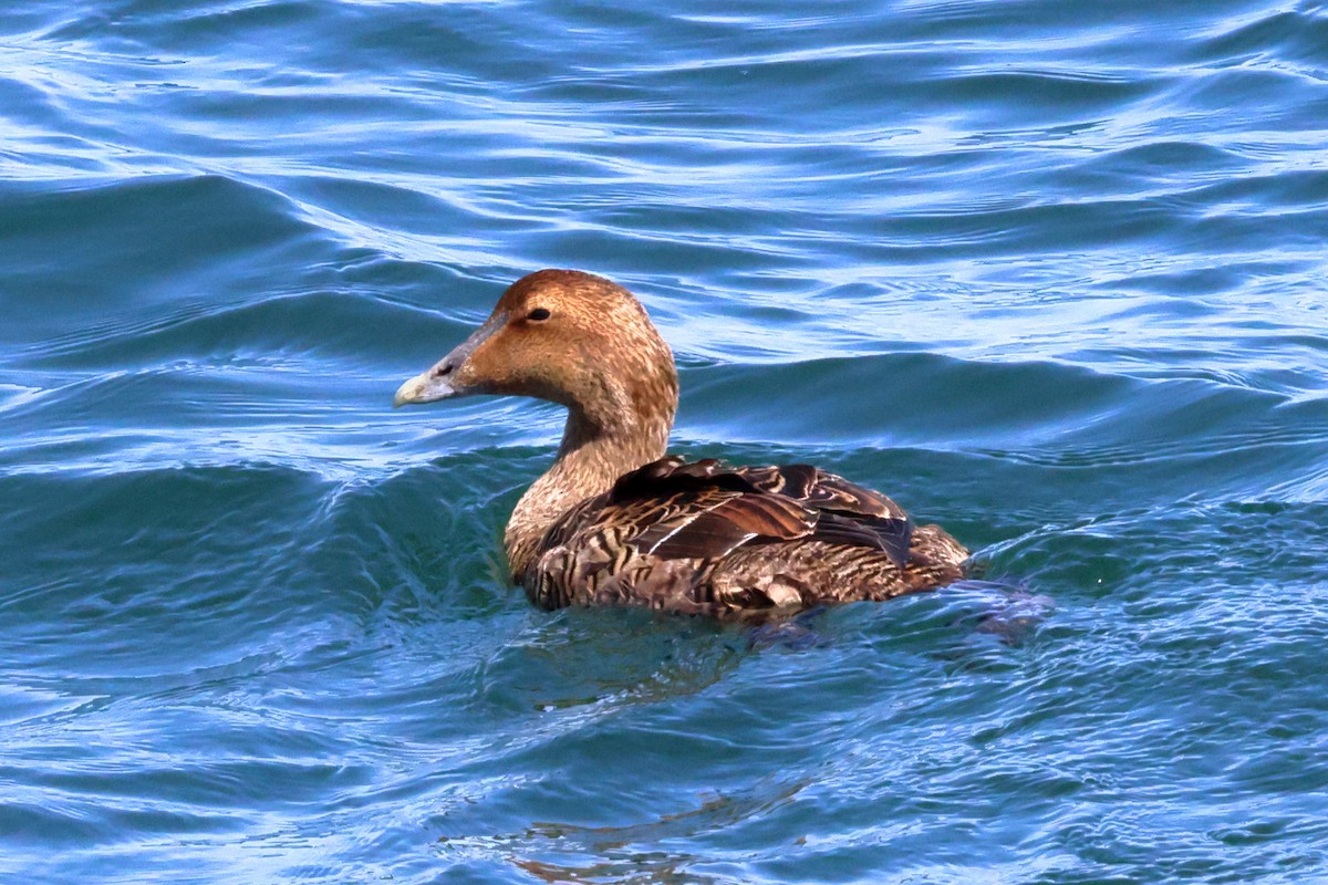 Common Eider - ML552064031