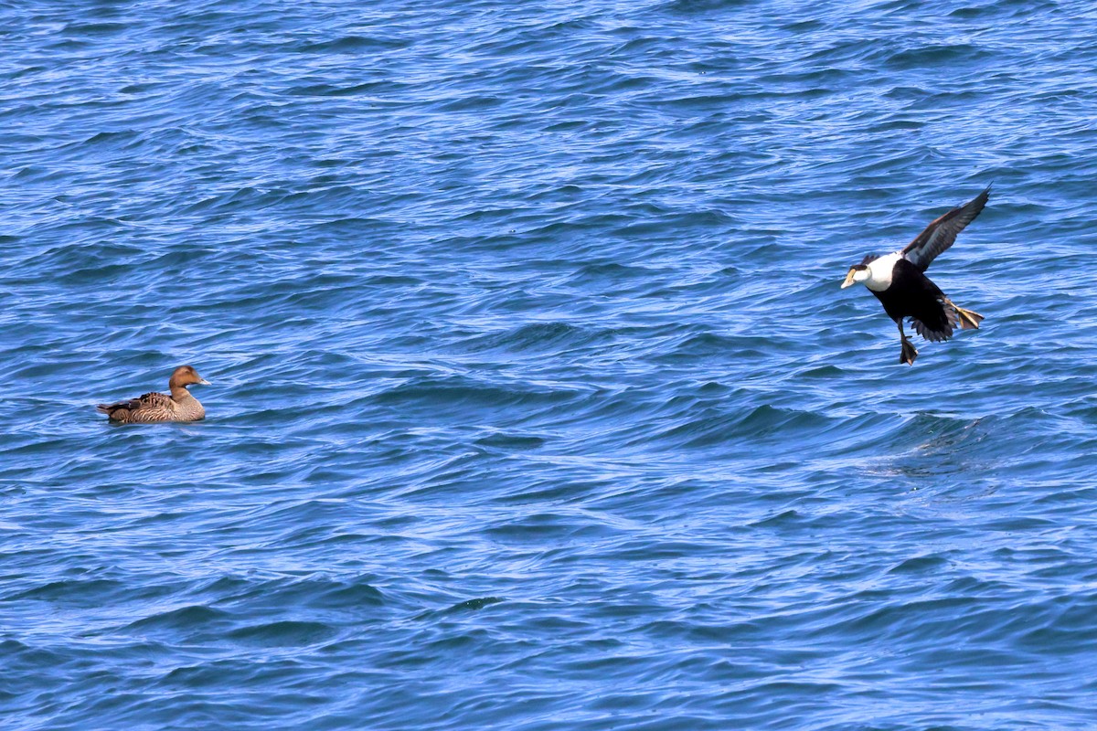 Common Eider - ML552064051