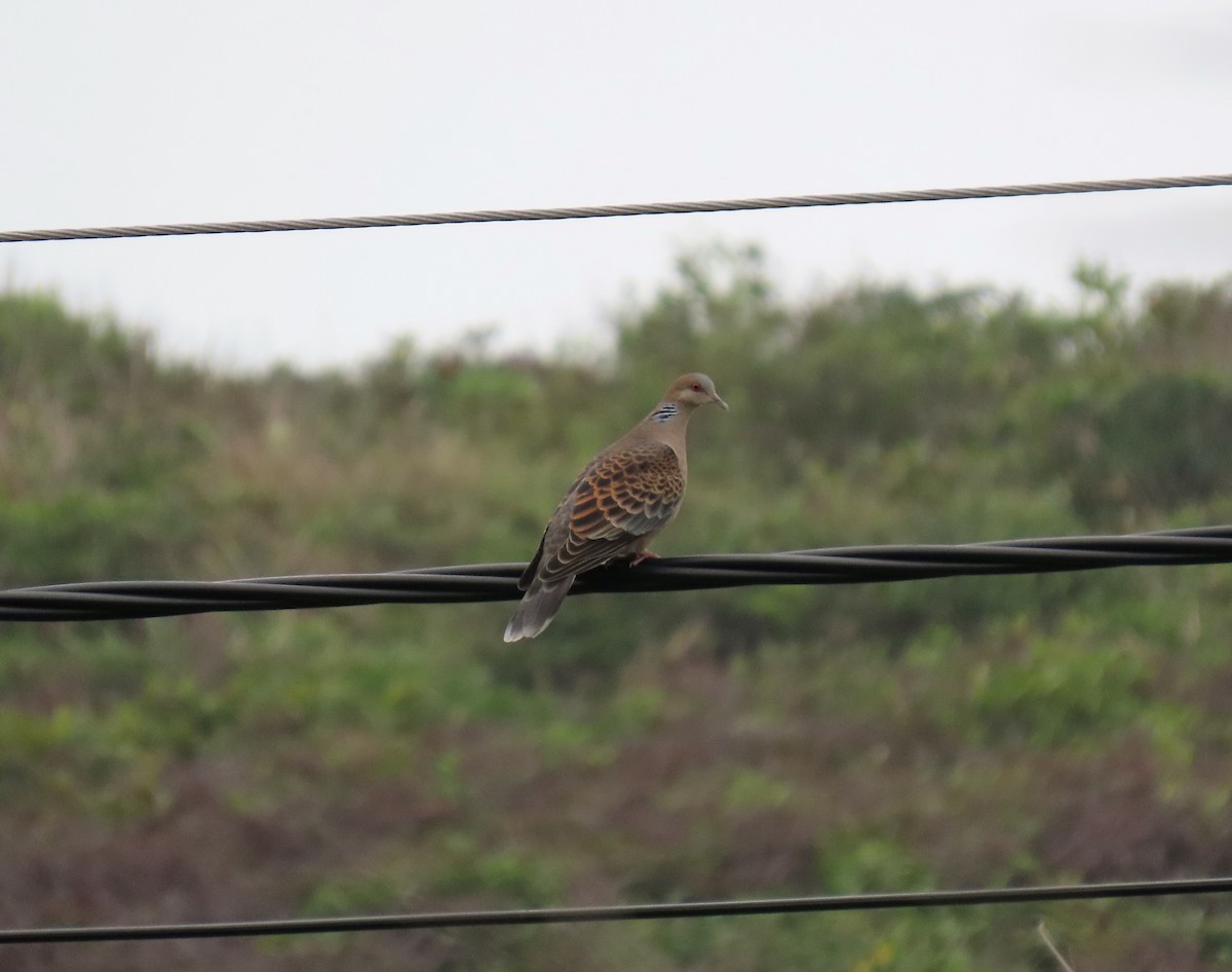 Oriental Turtle-Dove - ML552064601