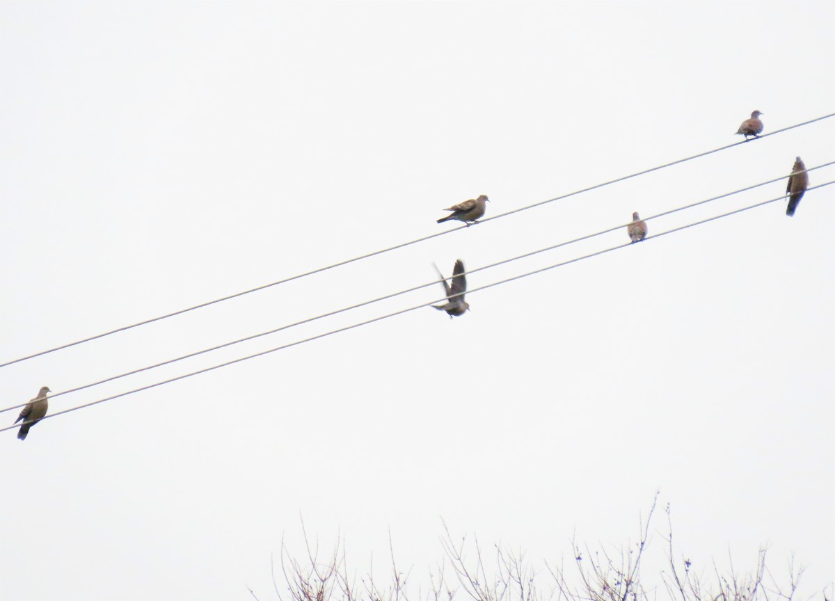 Oriental Turtle-Dove - ML552064821