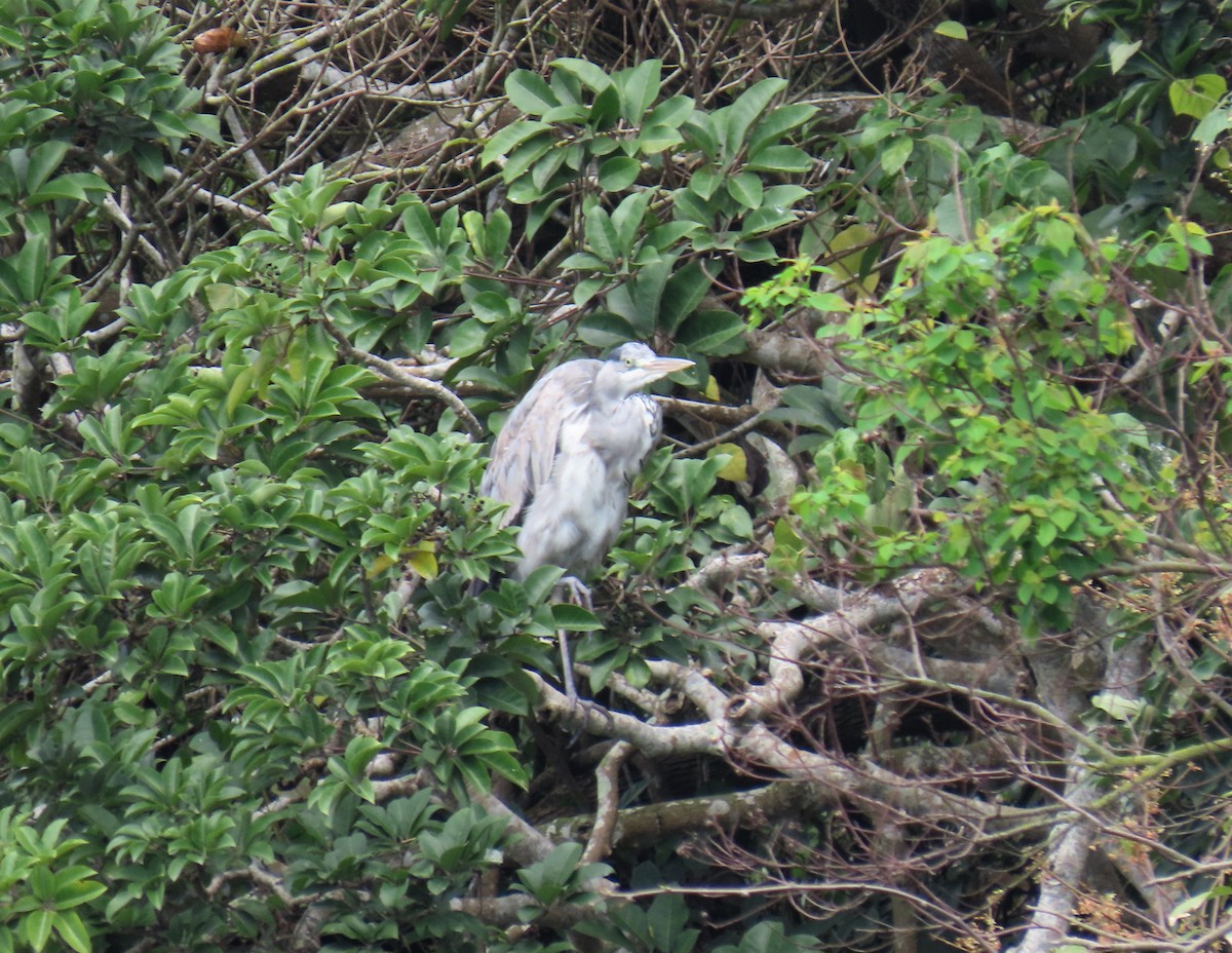 Gray Heron - ML552064871