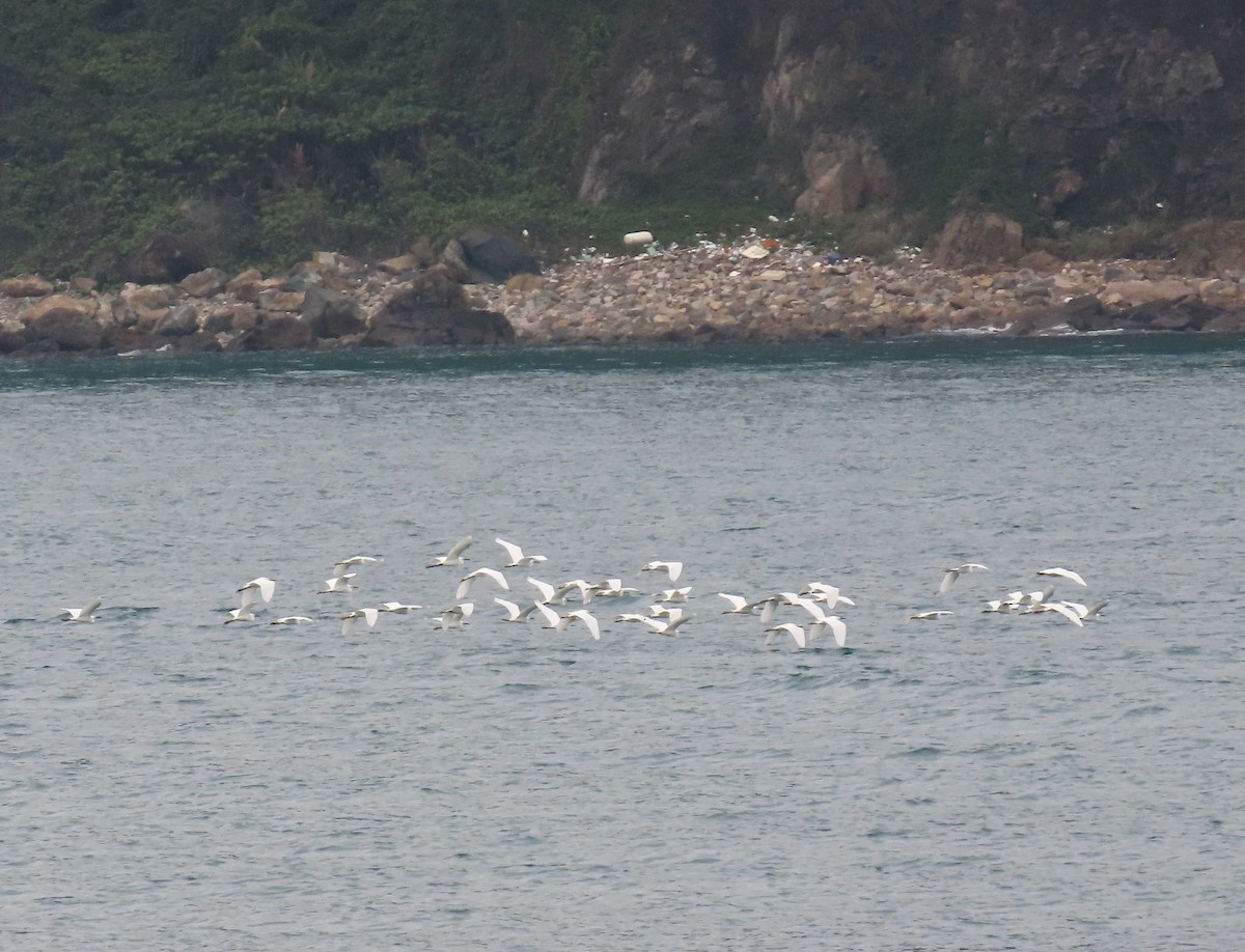 Little Egret - ML552064911