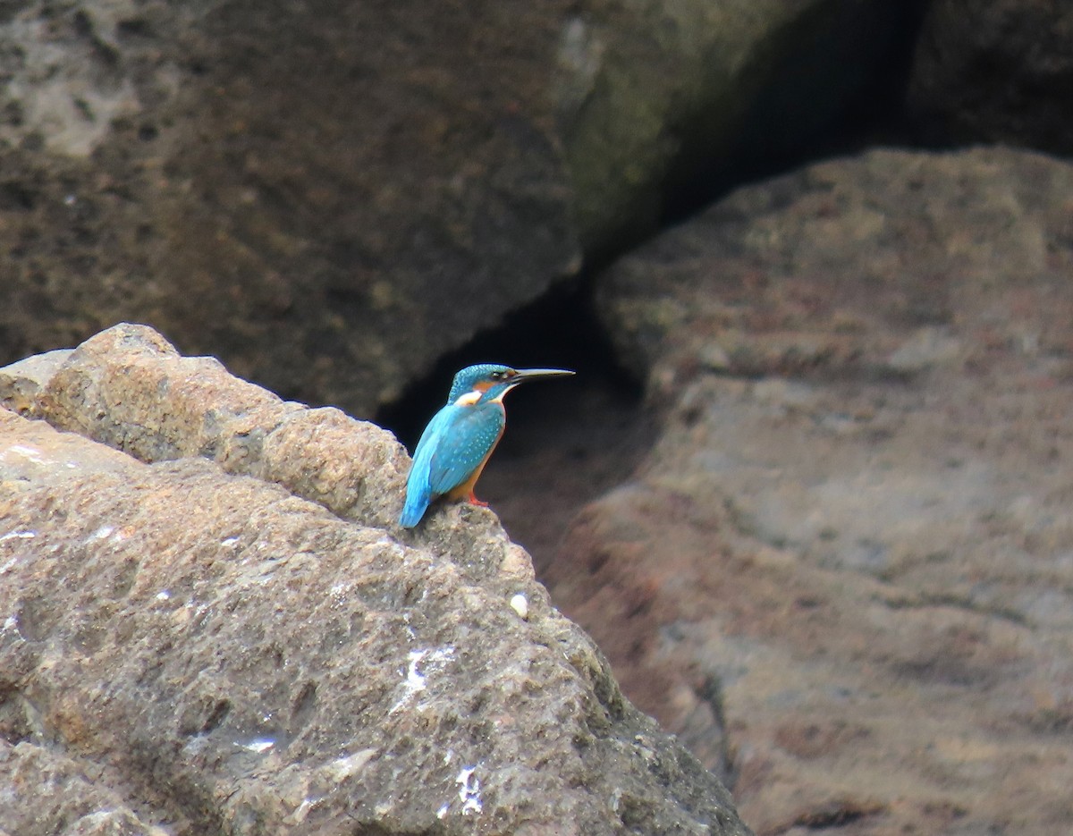 Common Kingfisher - ML552064951