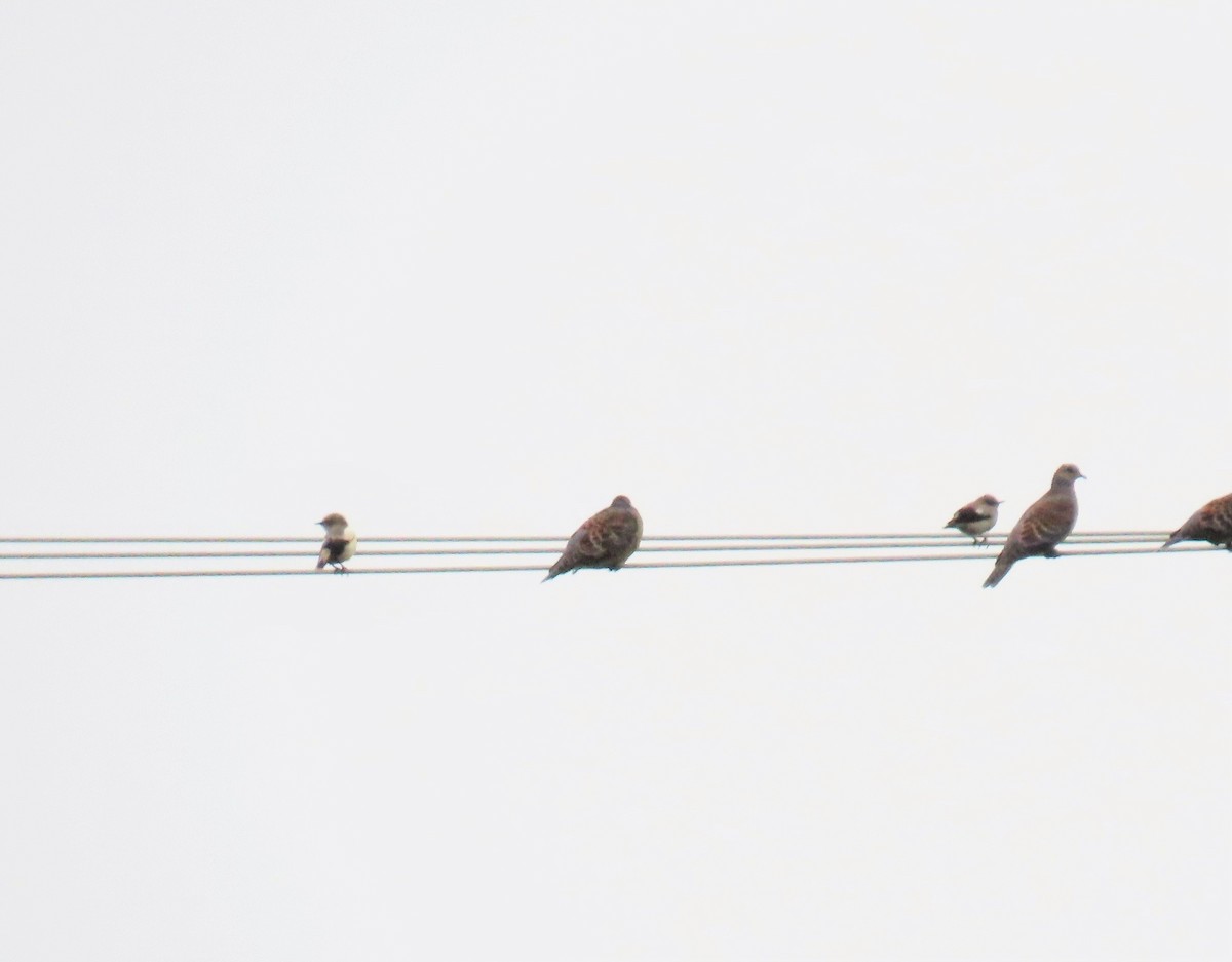 White-shouldered Starling - ML552065001