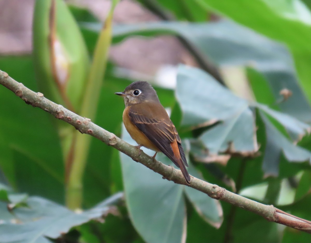 Ferruginous Flycatcher - ML552065041