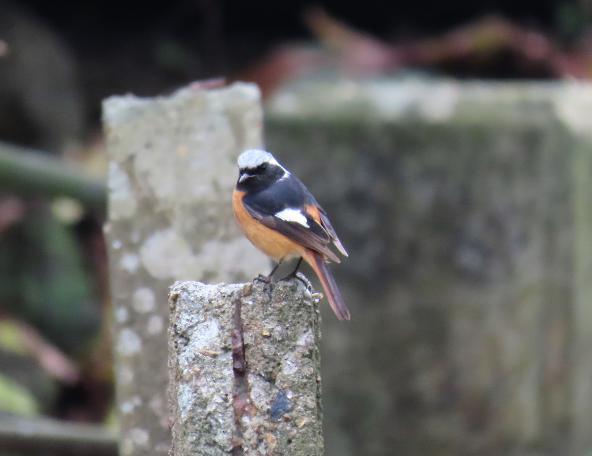 Daurian Redstart - ML552065091