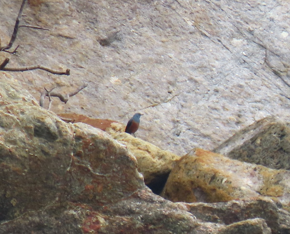 Blue Rock-Thrush (philippensis) - ML552065141