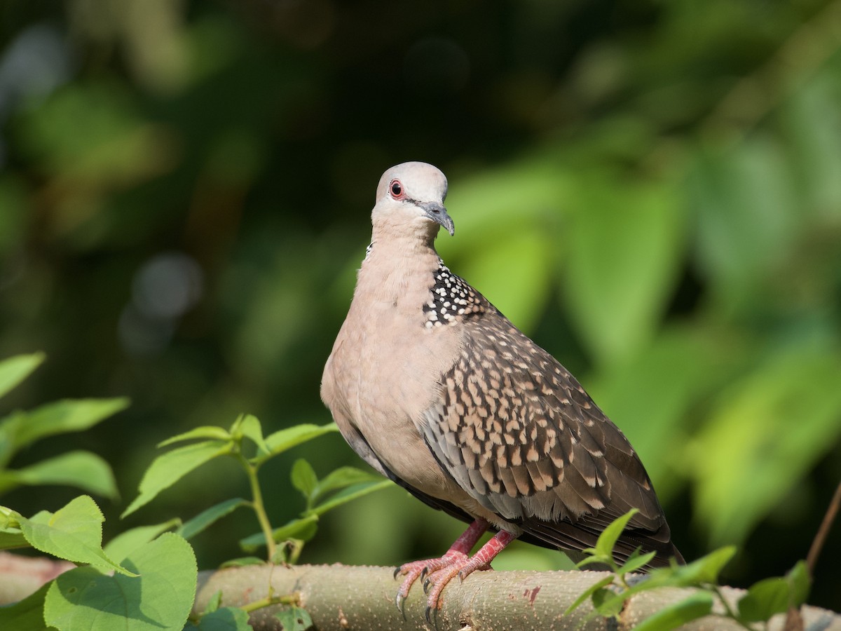 Spotted Dove - ML552066191