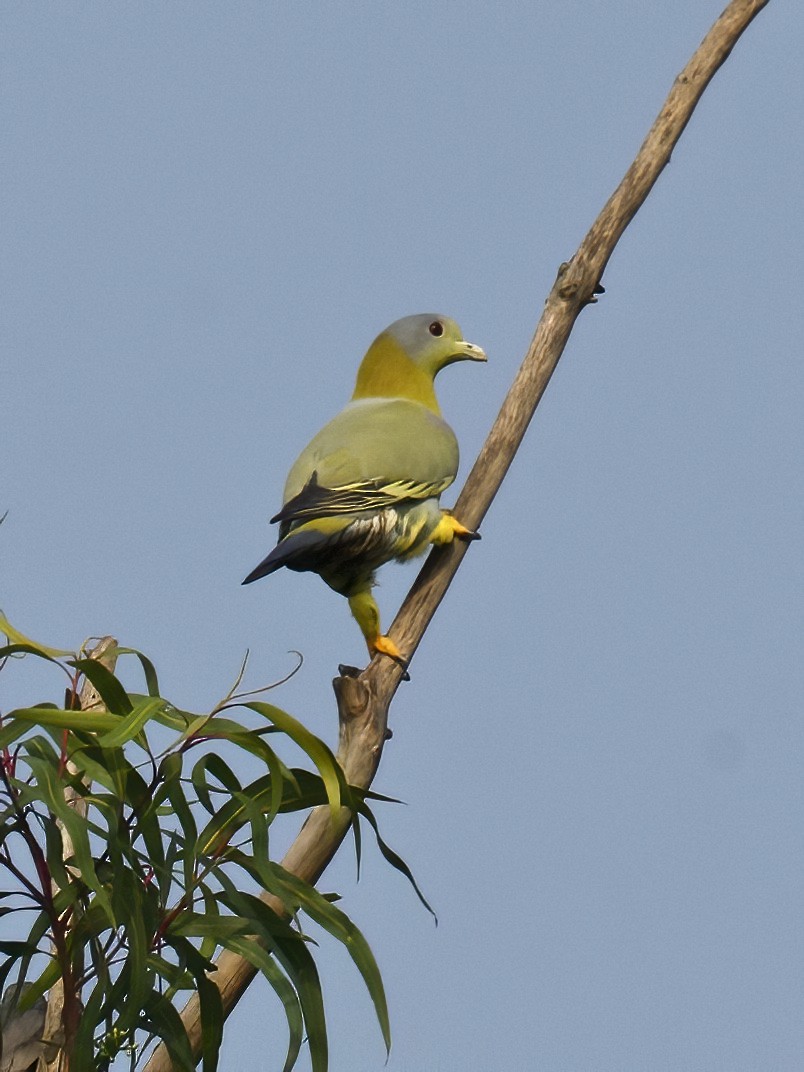 Yellow-footed Green-Pigeon - ML552066791