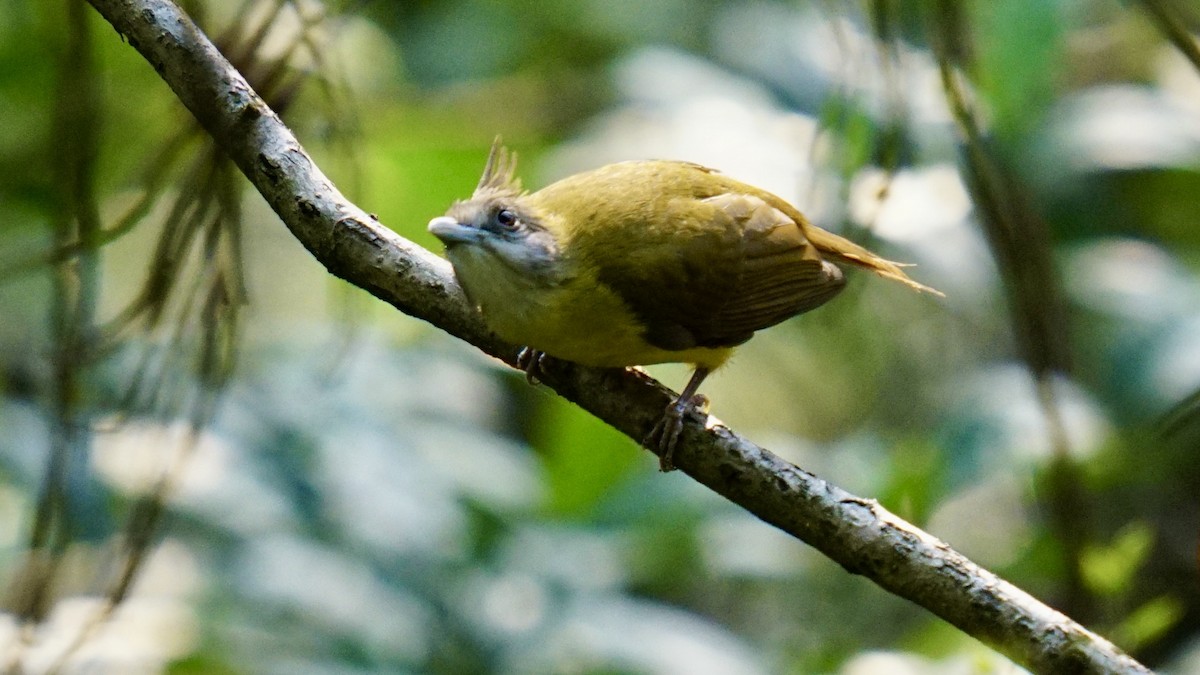 White-throated Bulbul - Abhijit Ghaskadbi