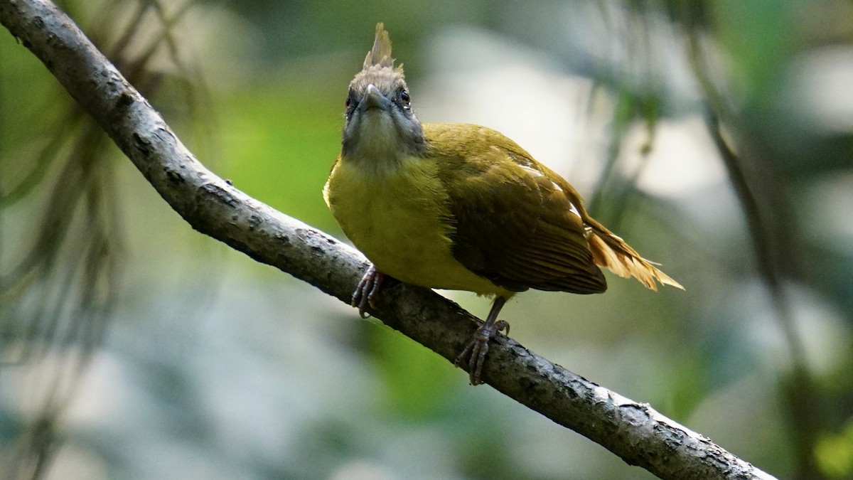 White-throated Bulbul - ML552067261