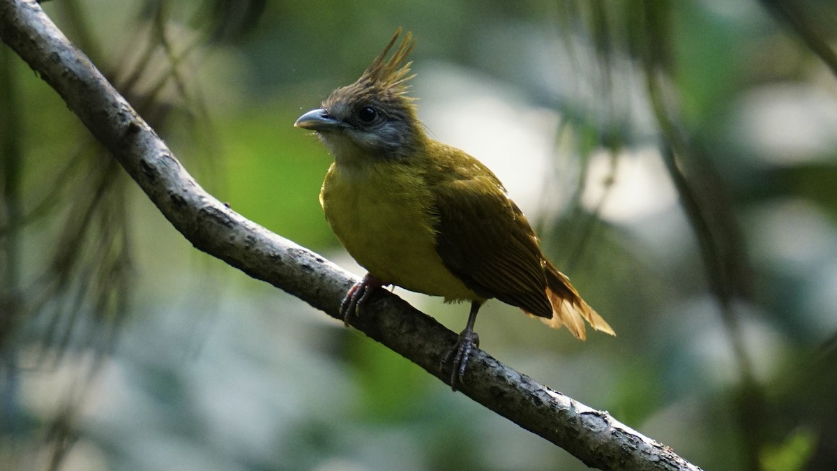 White-throated Bulbul - ML552067281