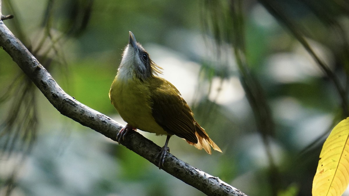 White-throated Bulbul - ML552067311